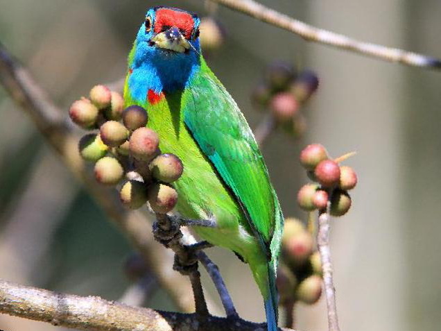 蓝喉拟啄木鸟图片