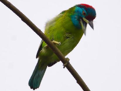 蓝喉拟啄木鸟图片