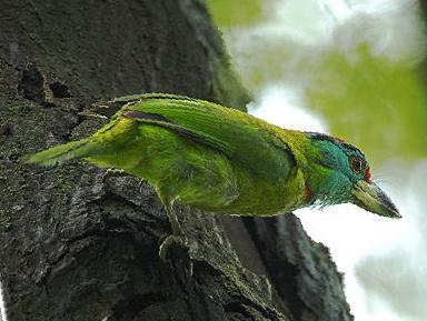 蓝喉拟啄木鸟图片
