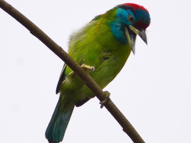 蓝喉拟啄木鸟图片