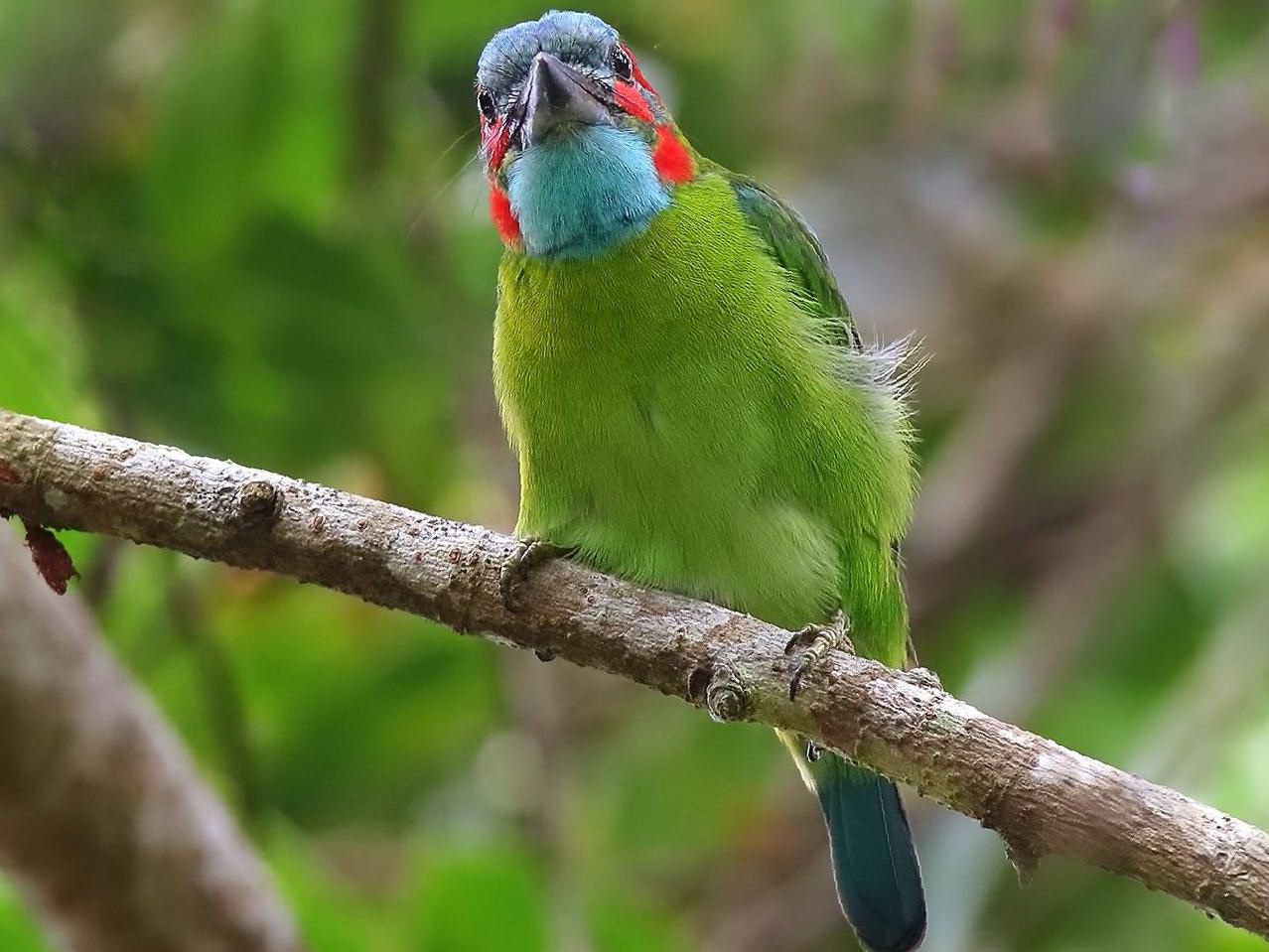 蓝耳拟啄木鸟图片