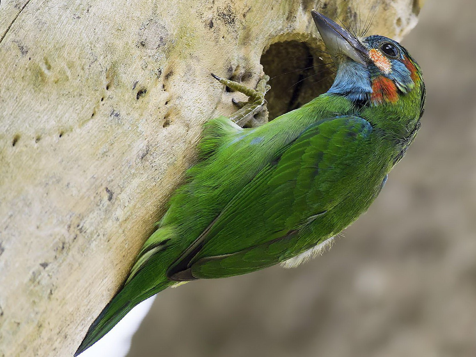 蓝耳拟啄木鸟图片