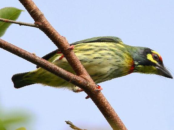 赤胸拟啄木鸟图片