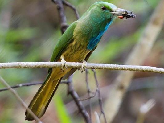 [蓝须]夜蜂虎图片