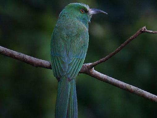 [蓝须]夜蜂虎图片