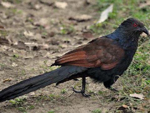 褐翅鸦鹃图片