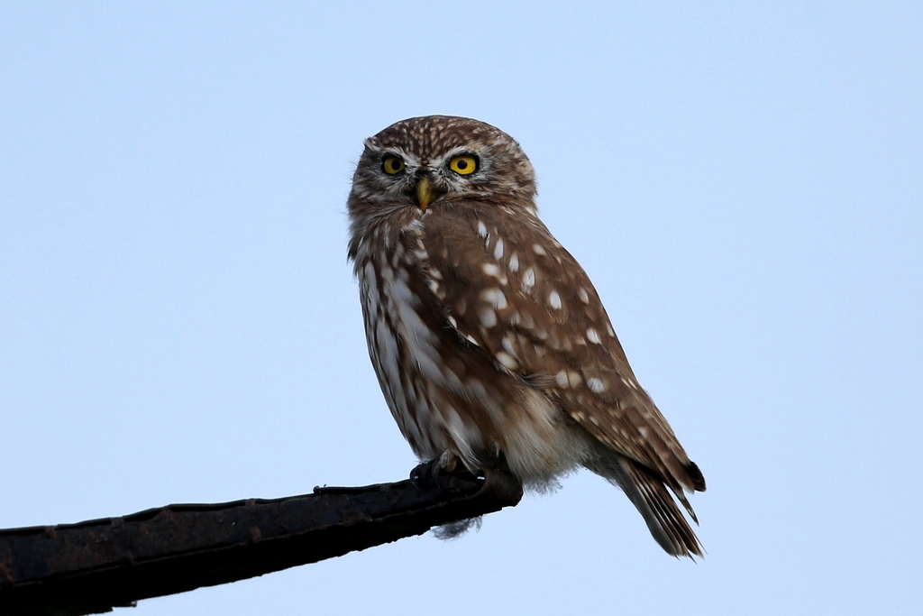 纵纹腹小鸮图片
