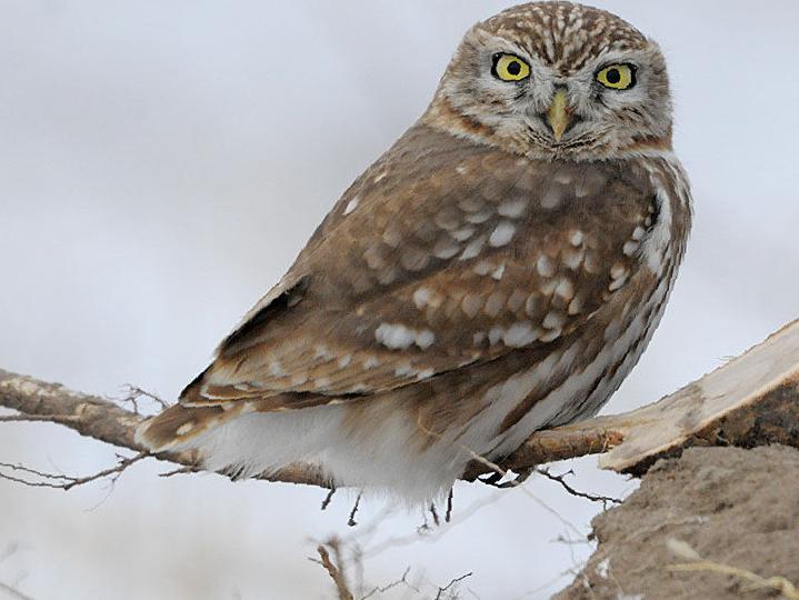 纵纹腹小鸮图片