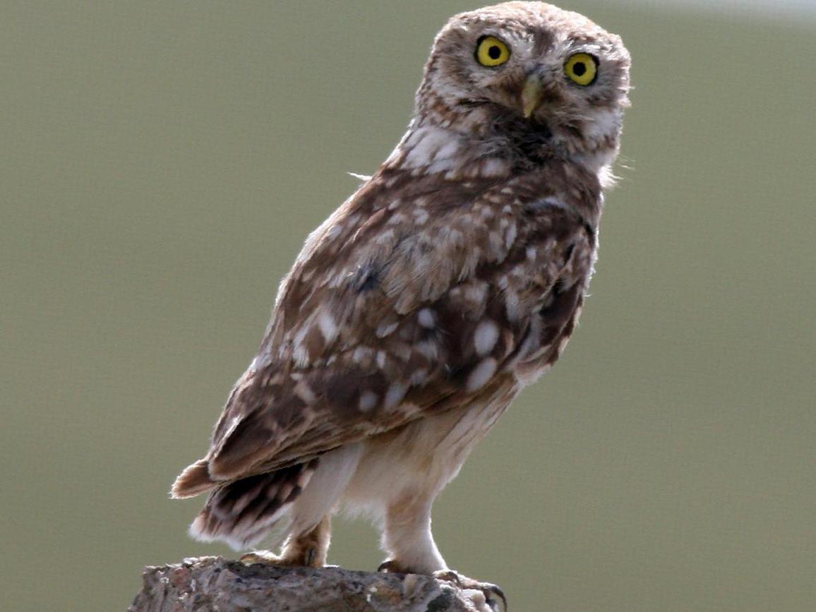 纵纹腹小鸮图片