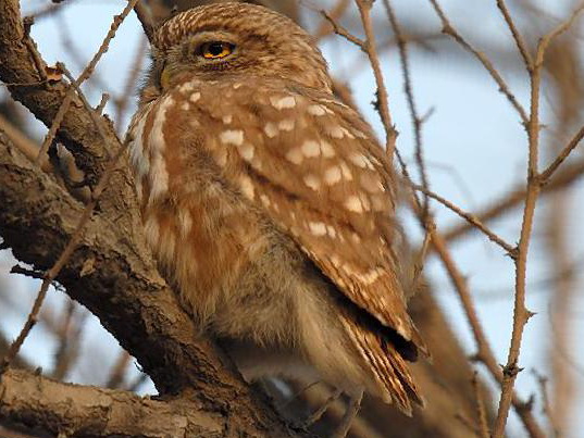 纵纹腹小鸮图片