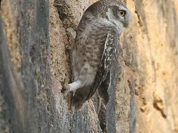 横斑腹小鸮图片