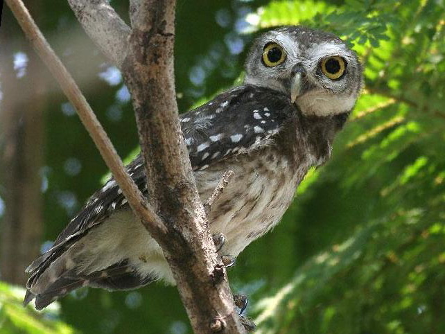 横斑腹小鸮图片