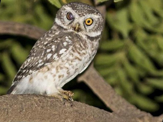 横斑腹小鸮图片