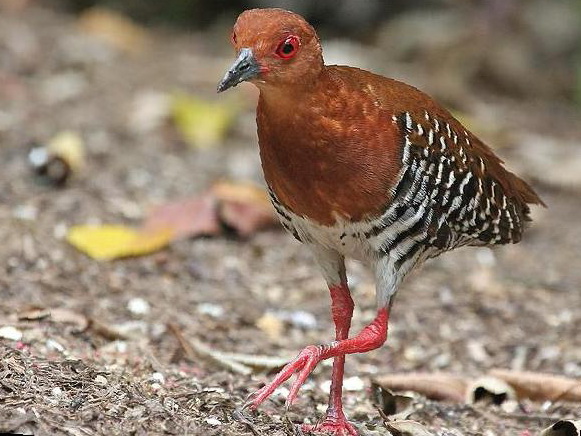 红腿斑秧鸡图片