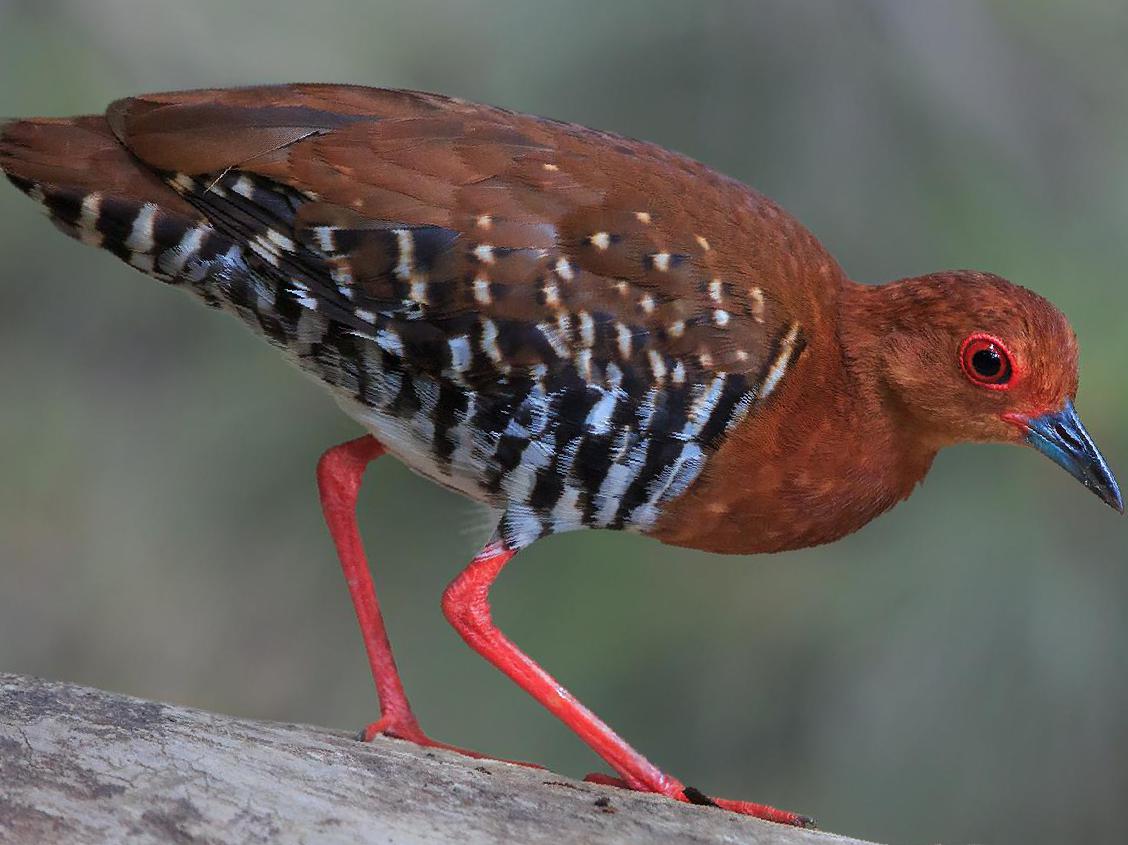 红腿斑秧鸡图片