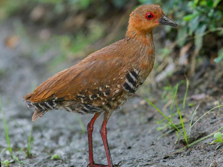 红腿斑秧鸡图片
