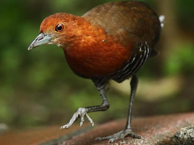 白喉斑秧鸡图片