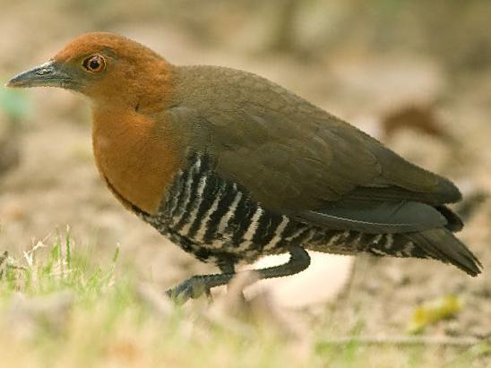 白喉斑秧鸡图片