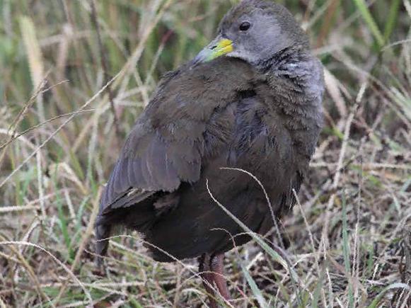 红脚苦恶鸟图片