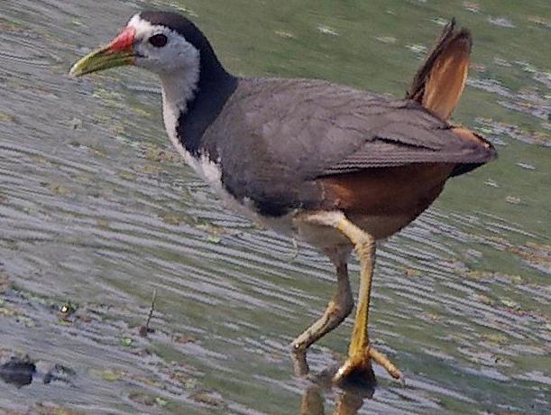 白胸苦恶鸟图片