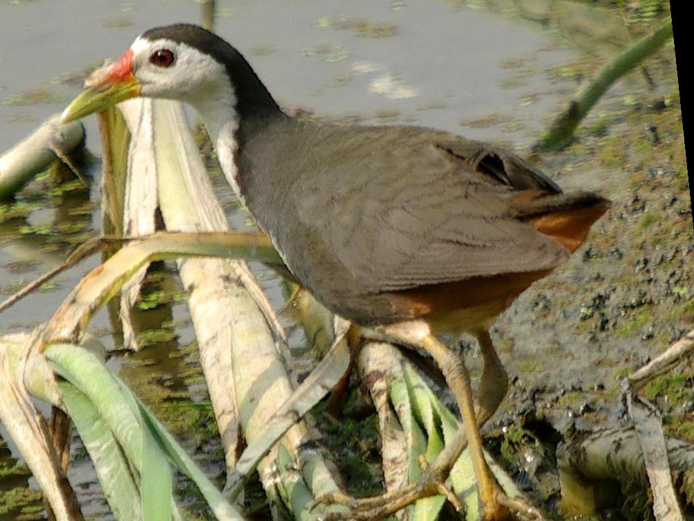 白胸苦恶鸟图片