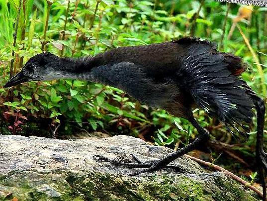 白胸苦恶鸟图片