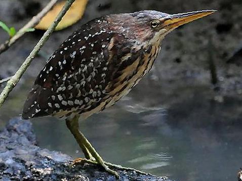 紫背苇鳽图片