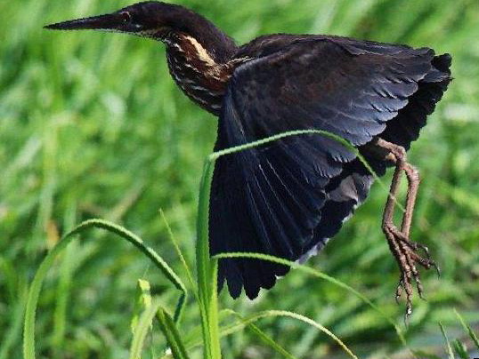 黑鳽图片