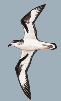 点额圆尾鹱图片