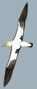 短尾信天翁图片