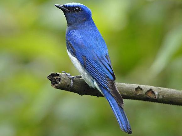 白腹[姬]鹟图片