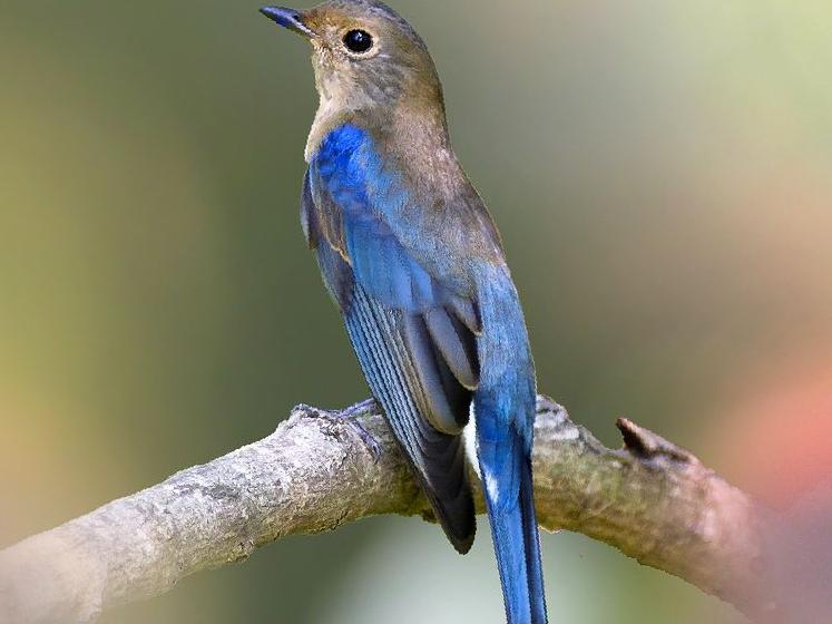 白腹[姬]鹟图片