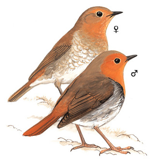 [日本]歌鸲图片