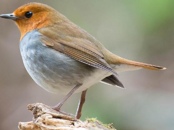 [日本]歌鸲图片