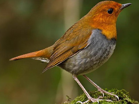 [日本]歌鸲图片