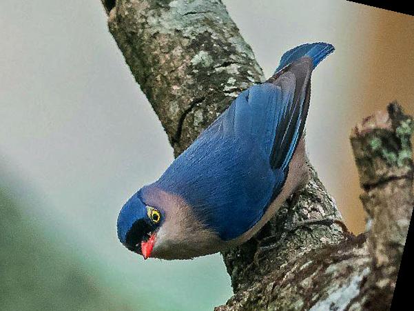 绒额鳾图片