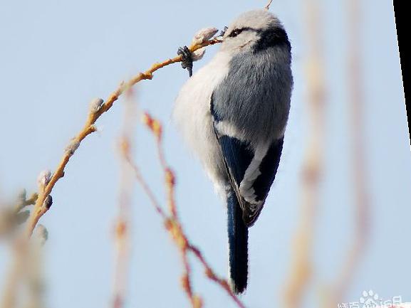 灰蓝山雀图片