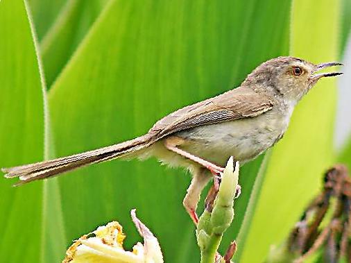 长尾缝叶莺图片