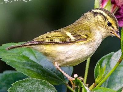 淡黄腰柳莺图片