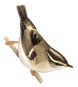 甘肃[黄腰]柳莺图片