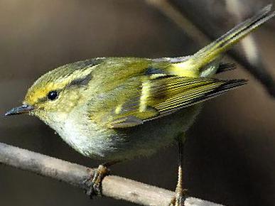 甘肃[黄腰]柳莺图片