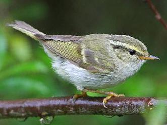 甘肃[黄腰]柳莺图片