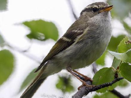 甘肃[黄腰]柳莺图片