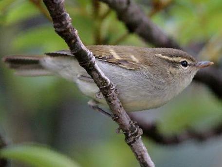 双斑绿柳莺图片