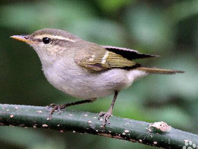 双斑绿柳莺图片