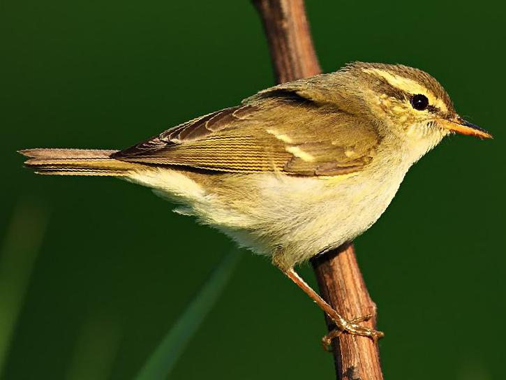 双斑绿柳莺图片