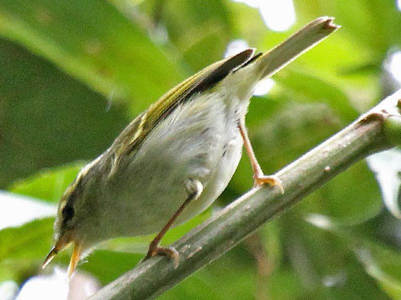 白斑尾柳莺图片