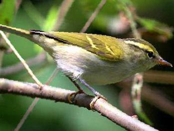 白斑尾柳莺图片