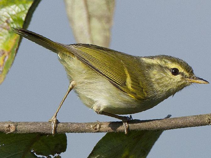 白斑尾柳莺图片
