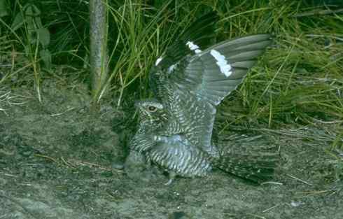 植物园的夜鹰 Grey Nightjar